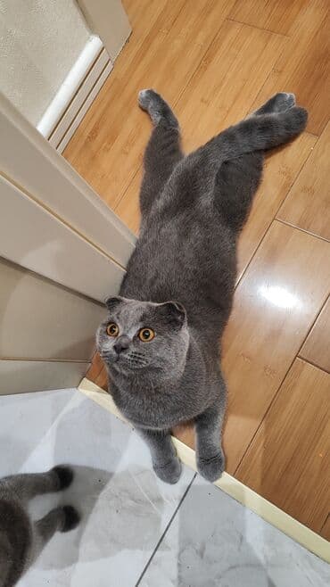 Daraq panellər: Şotland, Erkək, Cütləşmə üçün — 2