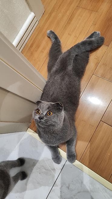 Şotland, Erkək, Cütləşmə üçün, Ünvandan götürmə, Ödənişli çatdırılma lalafo.az -da Şotland, Erkək, Cütləşmə üçün, Ünvandan götürmə, Ödənişli çatdırılma