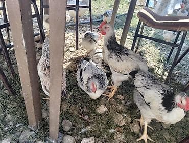 quşlar: Çolpa satılır 8 m 
diri çəkisi 1.4kg təmizlənmiş halda isə 9m — 1