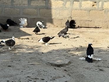 kakadu quşu: Gorduyunuz dekorativ goyercinler satilir ciddi alicilar yazsin — 2