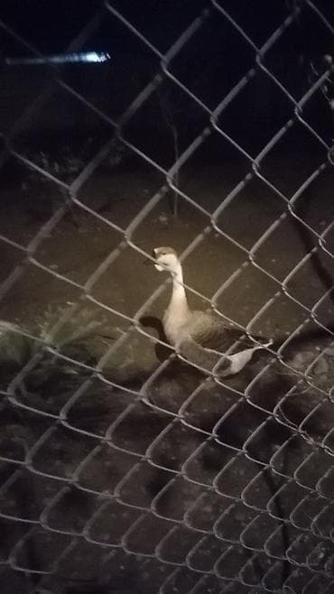 Птицы: Kuban qaz balalri satilir — 2