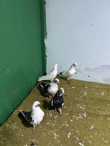 ucuz goyərcin: Göyərçinlər — 1