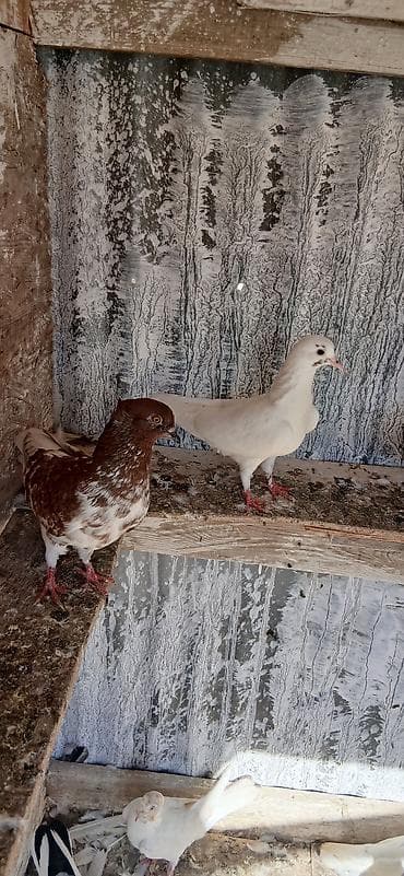 sevgi qusu: 16 eded tam saglam qusdu icinde 5 iran qusu 4 boynu gullu mayalar — 8