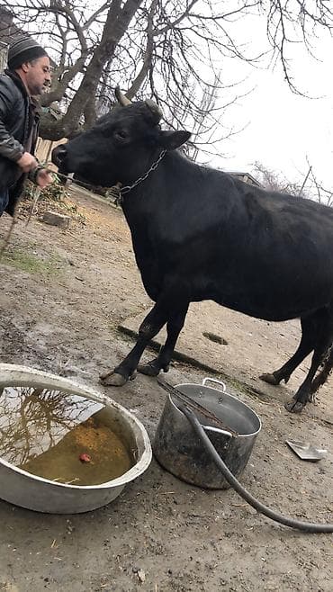 simmental danalarin satisi: Dişi, il: 4, 1900 kq, Südlük, Ünvandan götürmə — 3
