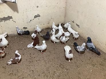 goyercin dami: Salam Aleykum bed rengi yoxdu super quslardi — 3