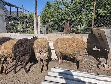 quzu: Erkək Qurbanlıq quzular satılır diri çəkisi 10manat 50qəpikdən qiyməti — 5
