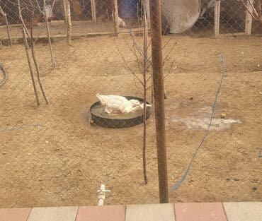 ordey satisi: Dişi, Damazlıq, Ünvandan götürmə — 5