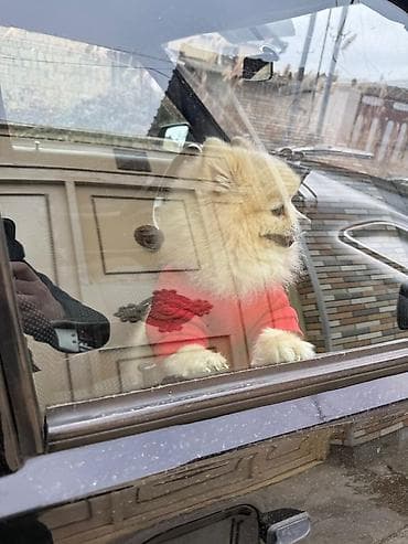 Heyvanlar üçün mallar: Şpitz, 1 il, Erkek — 3