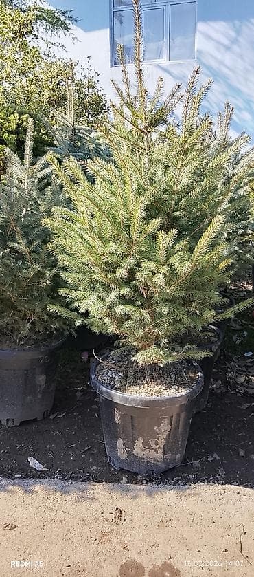 balaca gul buketleri: Thuja və ladin (yəqin ki, göy ladin/sarmaşıqlı ladin növləri) — 4