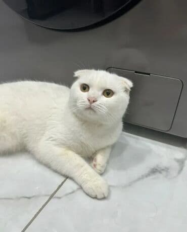 ucuz pişiklər: Şotland, Erkək, Yaxşı əllərə, Pulsuz çatdırılma — 3