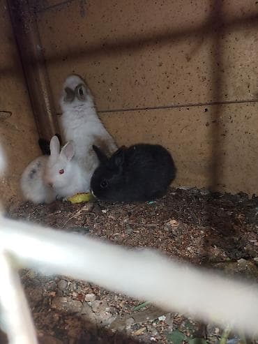 it balalari satilir: Karlik katolik qalmadı Dovşanlar satılır artirmağa əla fürsətdi — 3