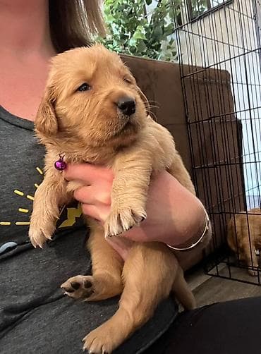 Retriever
