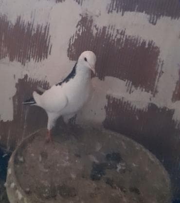 goyercin: 13 tuk erkeydi tutulma unvan suraxani — 5