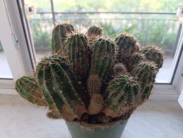 1 eded qizil gul qiymeti: Kaktus 20 manat — 2