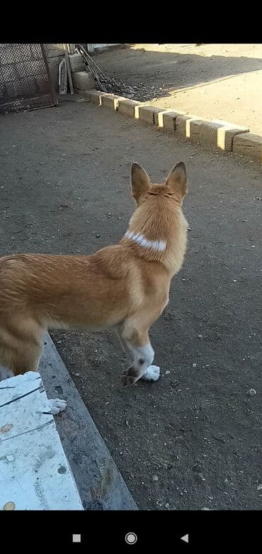 itlərin cütləşmə vaxtı: 3 ay, Cütləşmə üçün — 2