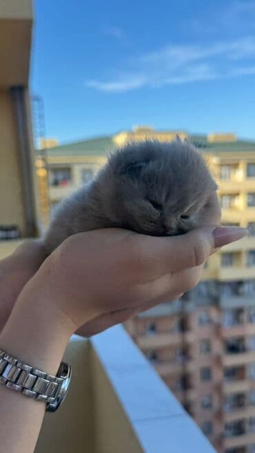 balaca cuce: Britan tipli balaca pişik balası - Cinsinə bənzər xüsusiyyətlər: qısa — 1