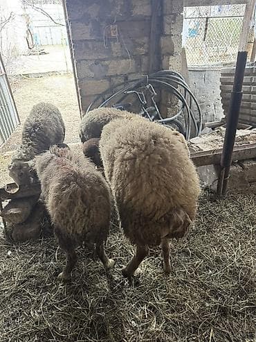 Qoyunlar satılır - Növ: yerli cins xırdabuynuzlu (quzu/ana qoyunlar