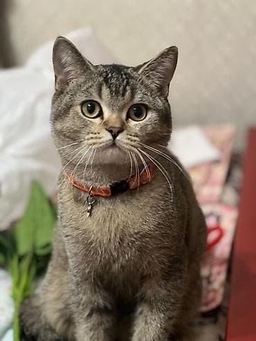 gencede it satisi: Britan — 2