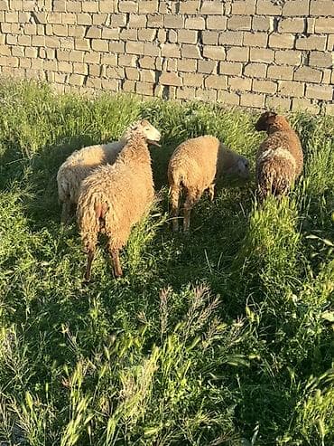 Heyvanlar: 7 aylıg 4 ədəd erkəy qurbanlıg quzuları ünvan müviqabad yaxınıgı — 1