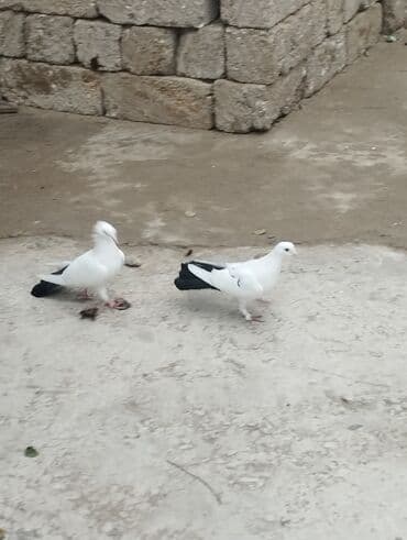 Bülbüllər: 15tuk kekilli erkey deste webeke. 12 tuk maya deste qara quyruq. cut — 12
