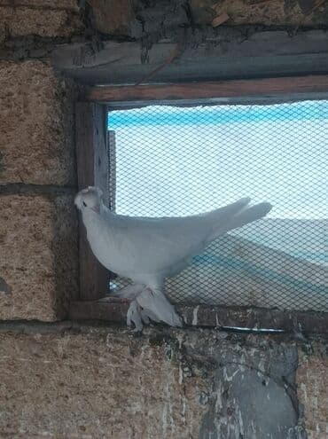 quş qovan aparat: Erkək oynaq quşdu — 3