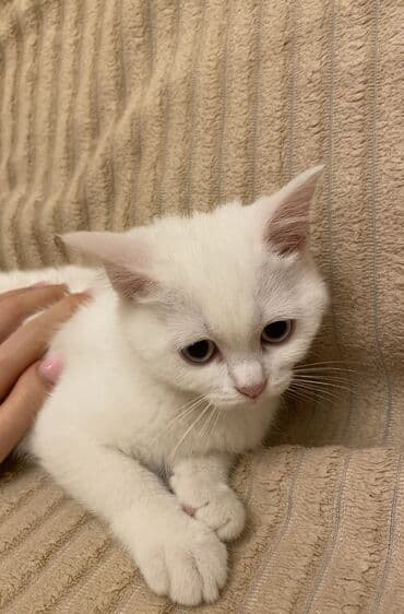 котята в баку: Шиншилла, Самец — 2