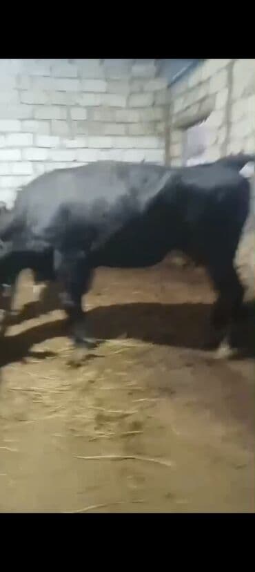 Erkək, il: 3, 900 kq, Ətlik — 3