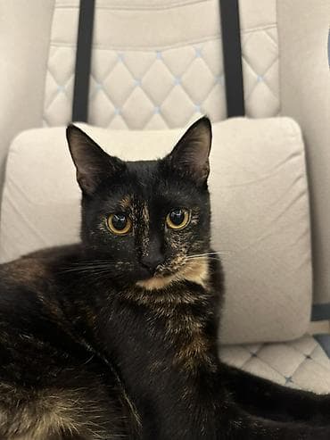 pişik adları qız: Dişi, Yaxşı əllərə — 4