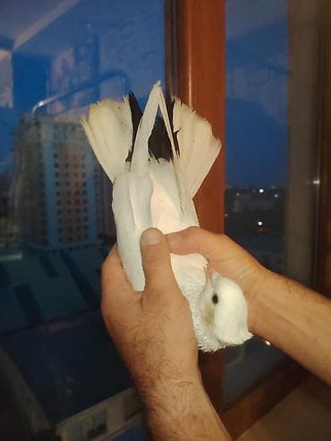 Super əla quşdur ucuşu var mohtesəm quşdur səkildə gorunduyu kimi dum — 3