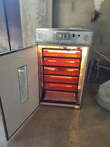 toyug cucə: Salam avtomat inkubator satıram az işlənib təzə qalıb.520dənə toyuq — 1