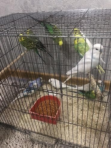 en ucuz itler: Məhsul: dalmatin və klassik rəng çeşidlərində dalğıç (budaqcıq) — 3