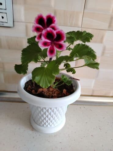 ağacların dərmanlanması: Otaq bitkiləri — 11