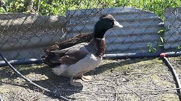 dik ördek: Erkək, Damazlıq — 3