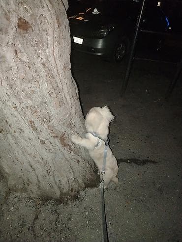 itlerin davasi: Pekines, 5 ay, Dişi, Ödənişli çatdırılma — 3