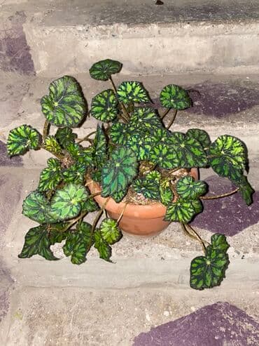 Begoniya Rex (rəngarəng yarpaqlı) – dekorativ otaq bitkisi - Növ