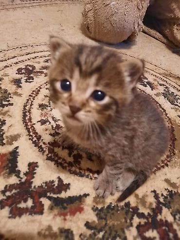 отдам в хорошие руки породистых котят: Табби, Самец, Самка, В добрые руки — 3