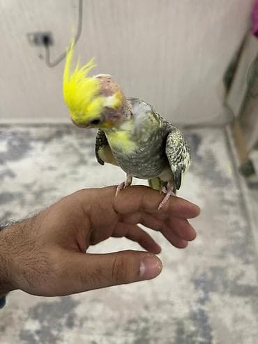 korella satışı: 2 aylıq çox şirin və sağlam Korella papuqay balası satılır. 🐦 Yeni — 3
