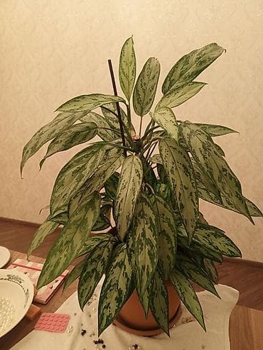 tuya bitkisi: Aglaonema (Çin həmişəyaşıl) – dekorativ yarpaqlı otaq bitkisi - Növ — 1