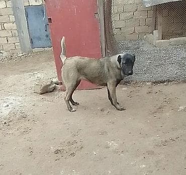 Quşlar: Peyvəndli — 2