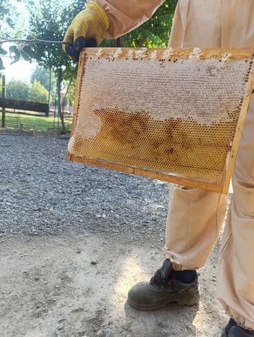 котята в добрые руки бесплатно: Salam Təmiz bal 🍯 satılır çatdırılma var ✅ ünvan Lənkərandı — 4