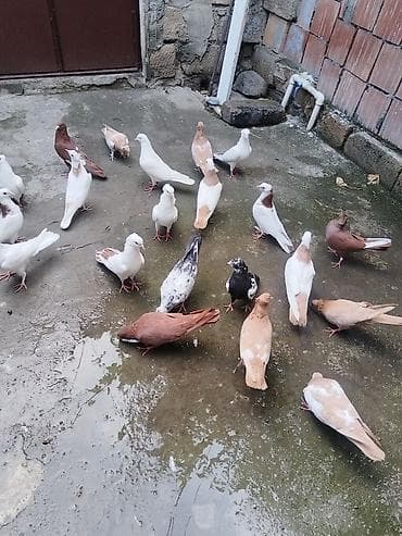 Təcili satılır gəncə 18 quş 150 manat — 10