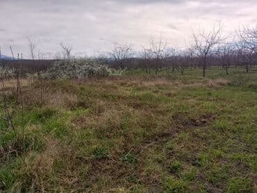 sumqayit kirayə: Kənd təsərrüfatı — 26