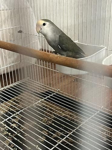 qəfes: Hazir cut neraznuclikler 1 ayliq balasi 3 ededi 120 manat — 4