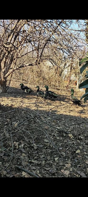 Kayuqalar tam saglam 2 erkek 2 disi
qiymet 110 azn