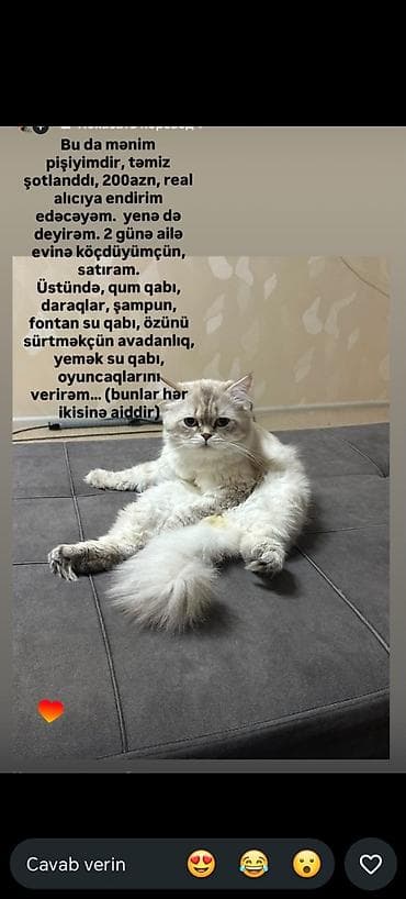 heyvan bazari: Şotland, Dişi — 1