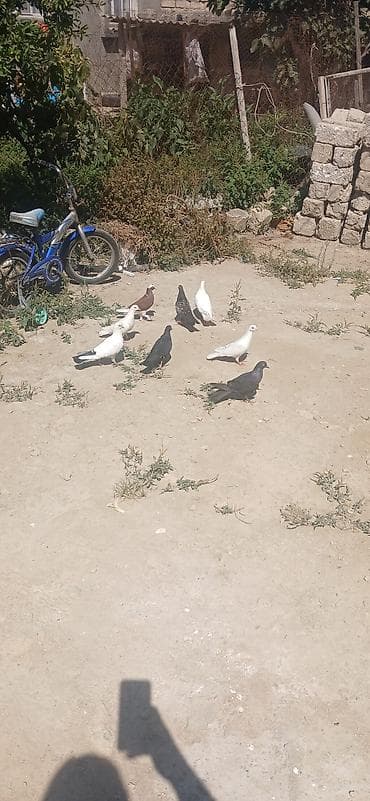 quş hini: Giyercinler tergizmedi. 8 denedi — 1