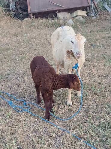 quzu şəkilləri: Erkək, il: 2, Ətlik, Ünvandan götürmə — 1