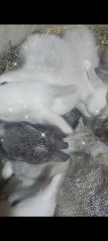 Akvariumlar: Cins ve yerli dovşan balalari. Böyuyen ve boyumeyen. Tek ve top — 7