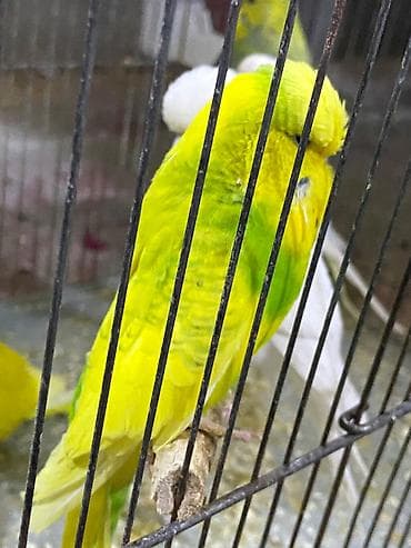 qaşqaldağ quşu: Tutuquşu Jumbo erkək. Barter olar 5 ədəd boz korella ilə.Və ya 4 sarı — 3
