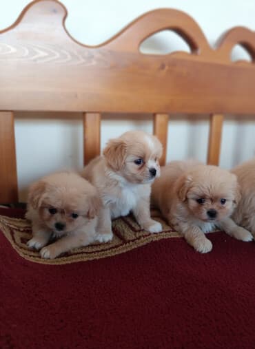 avçarka itləri: Pekines — 5
